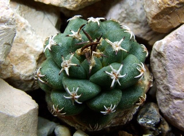 Turbinicarpus _alonsoi_02
